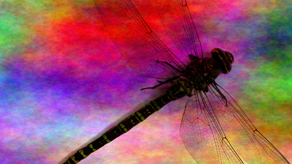 dragonfly-862885_v2